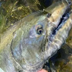 Cortland Salmon Steelhead -Fly Rods Shop cortland salmon steelhead 4