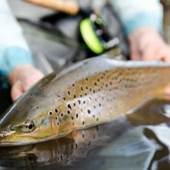 Cortland Trout Boss -Fly Rods Shop cortland trout boss 6