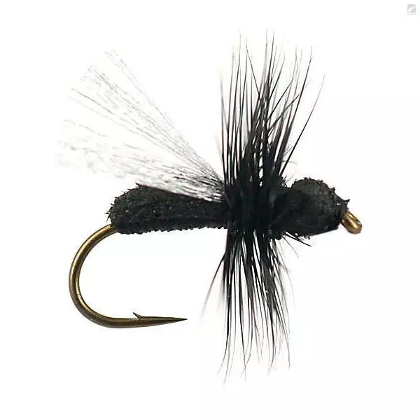 G8 Black Ant 1 G8 Black Ant