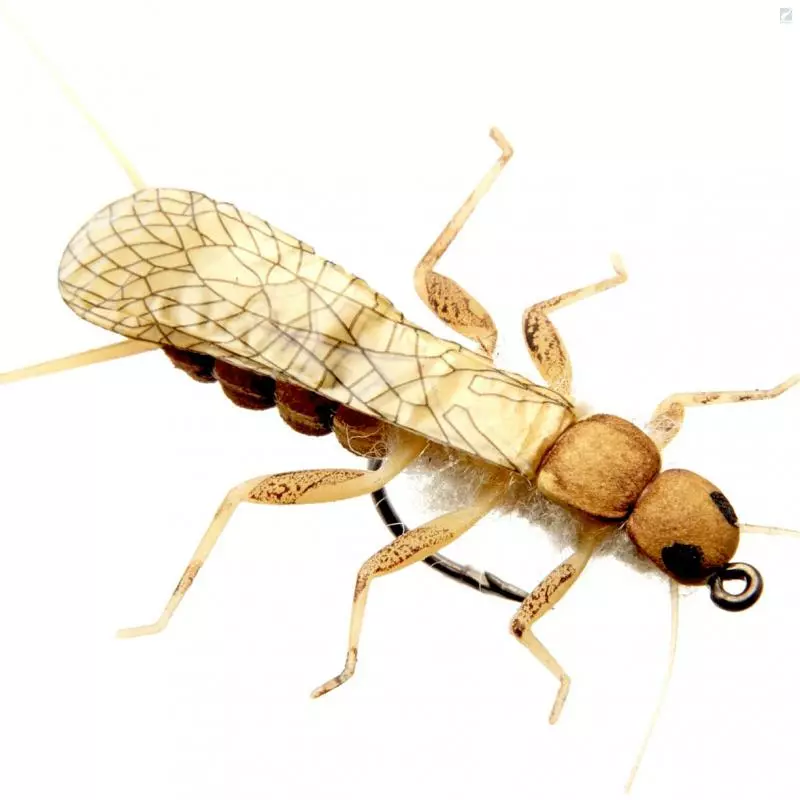 J:sonSweden Stonefly Adult 2 J:sonSweden Stonefly Adult - Image 2