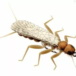 J:sonSweden Stonefly Adult 5 J:sonSweden Stonefly Adult -Fly Rods Shop stonefly adult 2