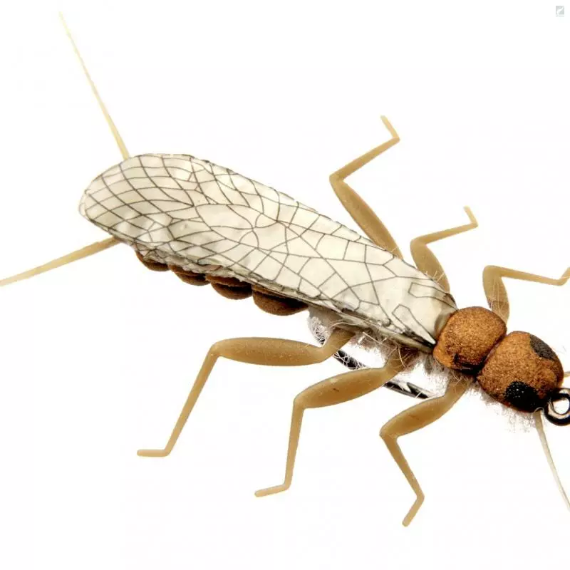 J:sonSweden Stonefly Adult 3 J:sonSweden Stonefly Adult - Image 3
