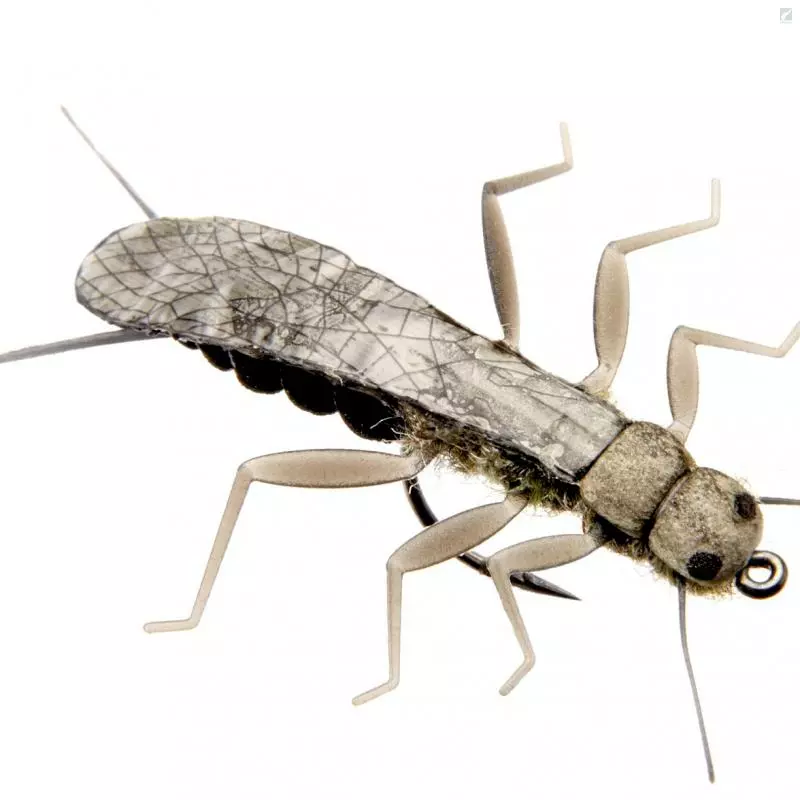 J:sonSweden Stonefly Adult 1 J:sonSweden Stonefly Adult